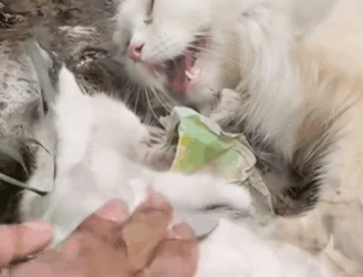 C2810027_Rescue Cat #rescue #rescueanimals #animals #anima…_part2