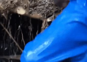 C2810028_forester accidentally saved dog family during heavy rain_part2