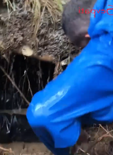 C2810028_forester accidentally saved dog family during heavy rain_part2