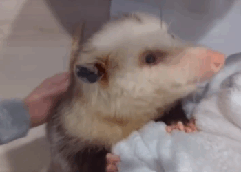 C2810029_Rescue possum miracle happened #rescue #re…_part2