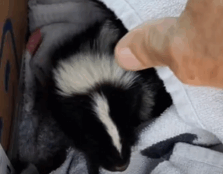 C2810030_kind man adopted skunk something wonderful happened_part2