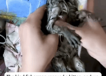 C2910001_kind fisherman rescued kitten, we immediately rescued _part2