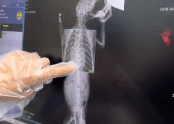 C2910002_Rescue an injured kitten in traffic take care of her as mother_part2