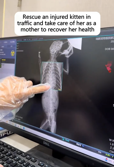 C2910002_Rescue an injured kitten in traffic take care of her as mother_part2