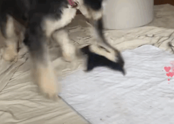 C2910003_The animal was crying for help_part2