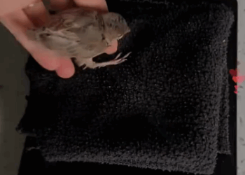 C2910004_save newborn bird,and now she has become me friend _part2