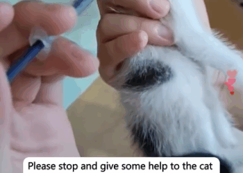 C2910005_Please stop give some help to cat has just its mother _part2