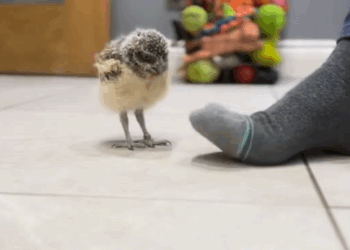 C0301001 Abandoned baby owl _part2