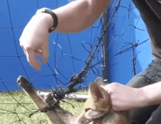 C2910006_Rescue silly fox trapped in net _part2