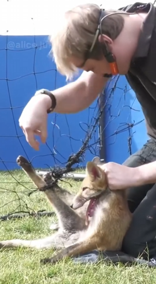 C2910006_Rescue silly fox trapped in net _part2