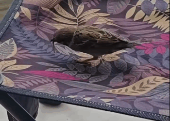 C2910007_kind person rescued little bird they became closest friend_part2