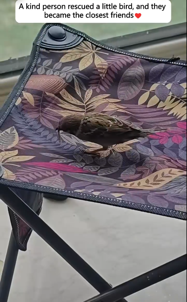 C2910007_kind person rescued little bird they became closest friend_part2