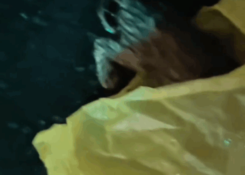 C2910008_Saved strange looking kitten_part2