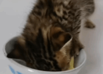 C2910009_Rescue fur baby mouths of dogs _part2