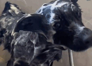 C2910010_Lying on the cold ground waiting to die_part2