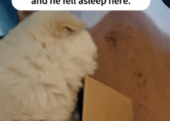 C2910011_No one believed this dog would survive_part2