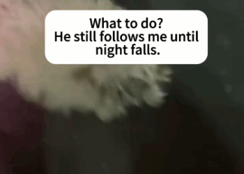 C2910012_The dog was too weak to move_part2