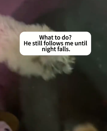 C2910012_The dog was too weak to move_part2