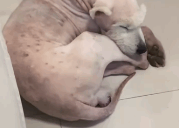 C2910013_Left to die with no one around_part2