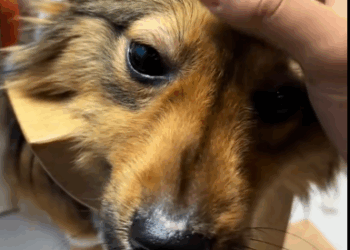 C2910014_The dog’s last moments were heartbreaking_part2