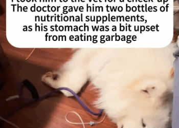 C2910015_The animal’s body was shaking in pain_part2