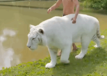 C0301002 abandoned white tiger cub _part2