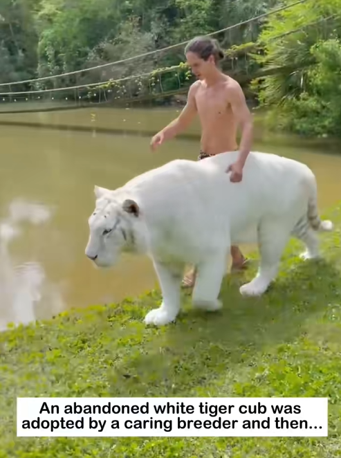 C0301002 abandoned white tiger cub _part2