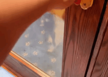 C3010001_baby raccoon asked help to save its friend then #animals #an…_part2