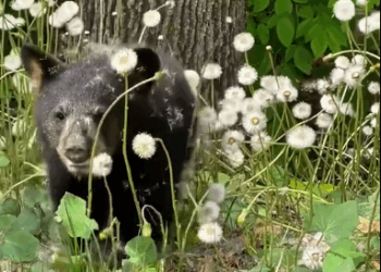 C3010002_man found lost bear on road gave it warm home #animals_part2