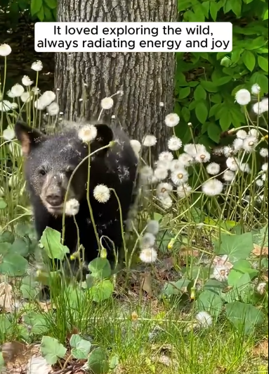 C3010002_man found lost bear on road gave it warm home #animals_part2