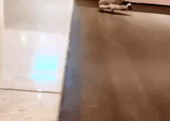 C3010003_man rescued hedgehog on road then adopted it #animals_part2