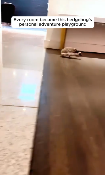 C3010003_man rescued hedgehog on road then adopted it #animals_part2