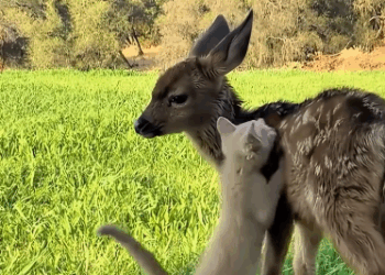 C3010004_family rescued baby deer drowning then… #animals #anim…_part2