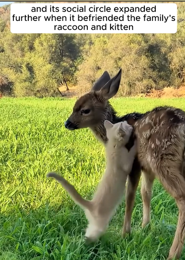 C3010004_family rescued baby deer drowning then… #animals #anim…_part2
