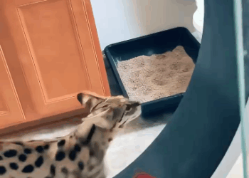C3010005_family found baby savannah cat then… #animals #animalsof…_part2