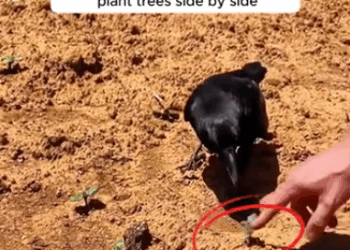 C3010006_rescued crow became sweet companion to his kind saviour #animals_part2