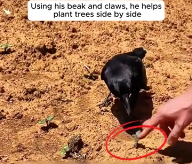 C3010006_rescued crow became sweet companion to his kind saviour #animals_part2