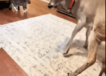 C3010007_family rescued deer its head covered in snow then…_part2