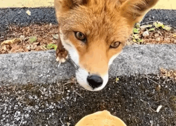 C3010008_man rescued an injured fox then… #animals #animalsoftiktok…_part2