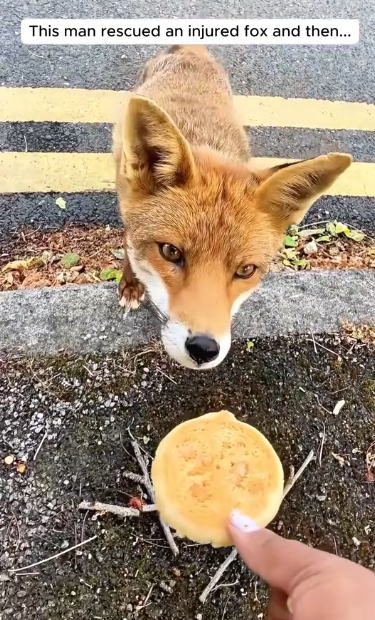 C3010008_man rescued an injured fox then… #animals #animalsoftiktok…_part2