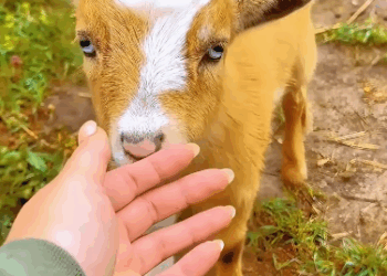 C3010009_family adopted an abandoned goat then… #animals #animalsof…_part2