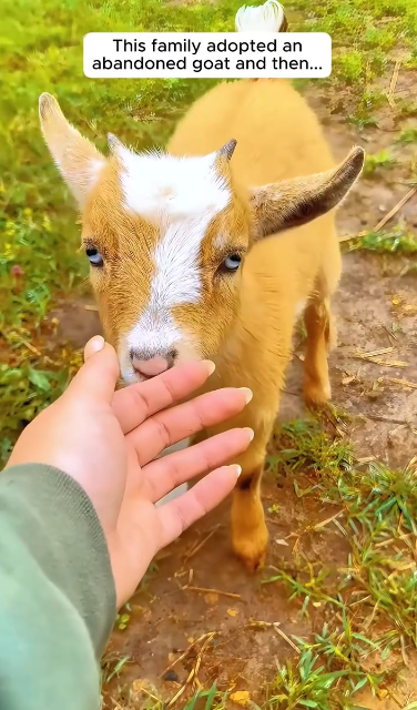 C3010009_family adopted an abandoned goat then… #animals #animalsof…_part2