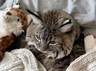 C3010010_man found lost baby bobcat adopted it #cat #cuteanimals #anim…_part2