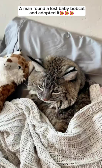 C3010010_man found lost baby bobcat adopted it #cat #cuteanimals #anim…_part2