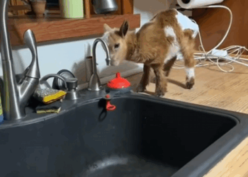 C0301003 Adopt baby goat_part2