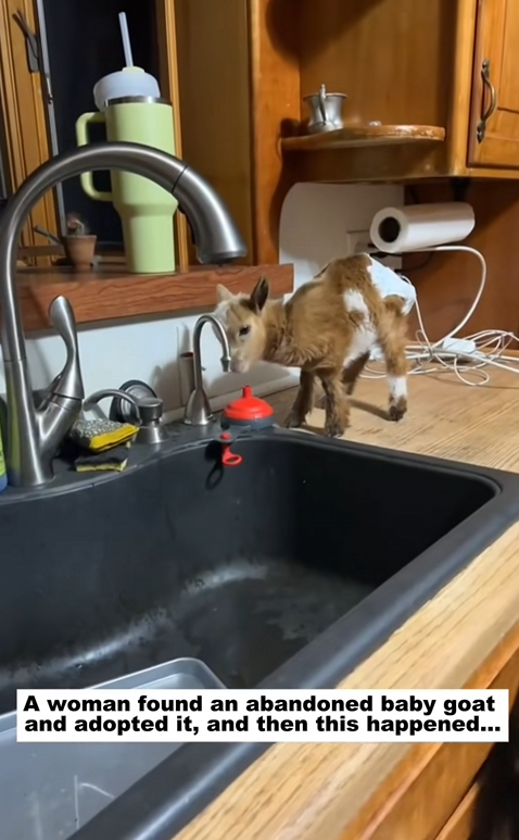 C0301003 Adopt baby goat_part2