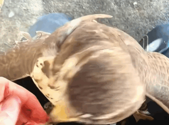 C3010011_family rescued lost baby eagle their dog then #an…_part2