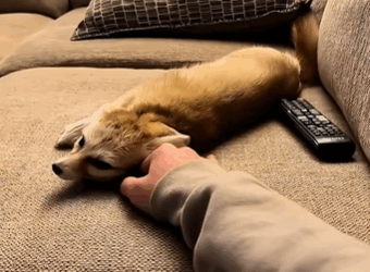 C3010012_kind man saved lonely kitten in rain but didn expect that….._part2