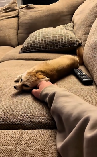 C3010012_kind man saved lonely kitten in rain but didn expect that….._part2