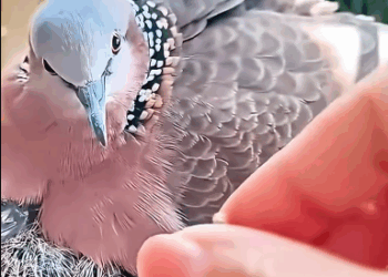 C3010013_kind woman supported dove in raising her chicks #animals #animals…_part2